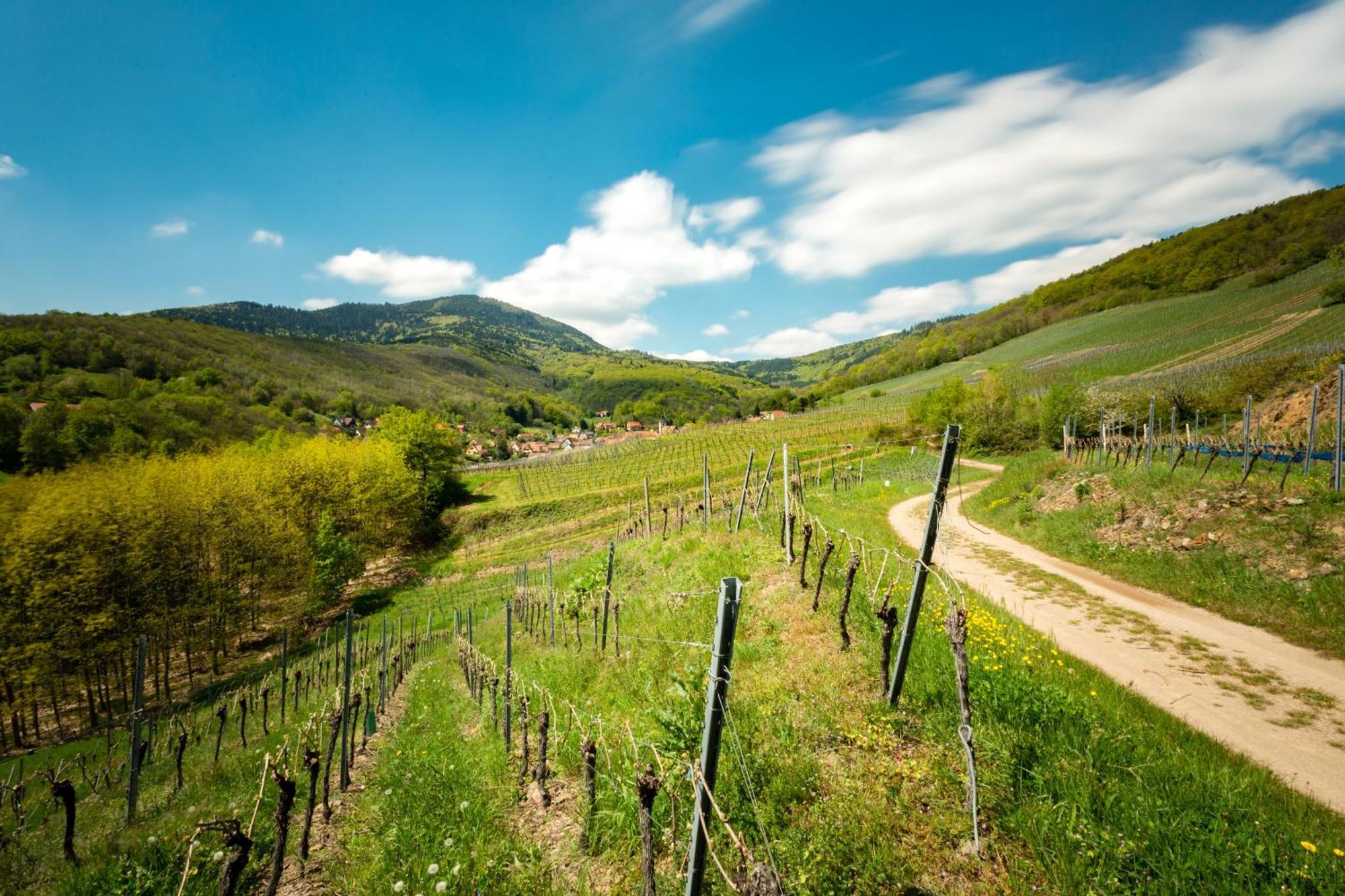Chambre Du Vigneron - Domaine Leon Bleesz Reichsfeld Luaran gambar