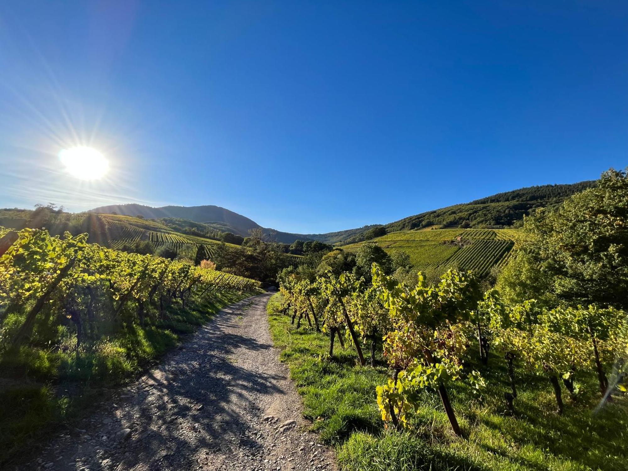 Chambre Du Vigneron - Domaine Leon Bleesz Reichsfeld Luaran gambar