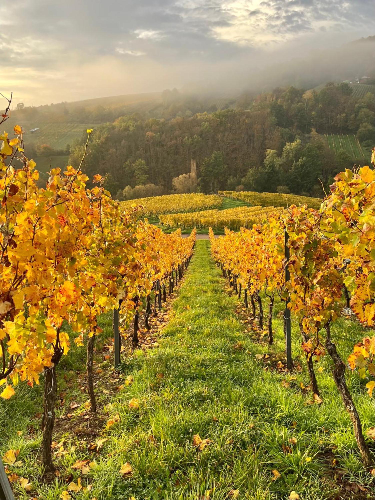 Chambre Du Vigneron - Domaine Leon Bleesz Reichsfeld Luaran gambar